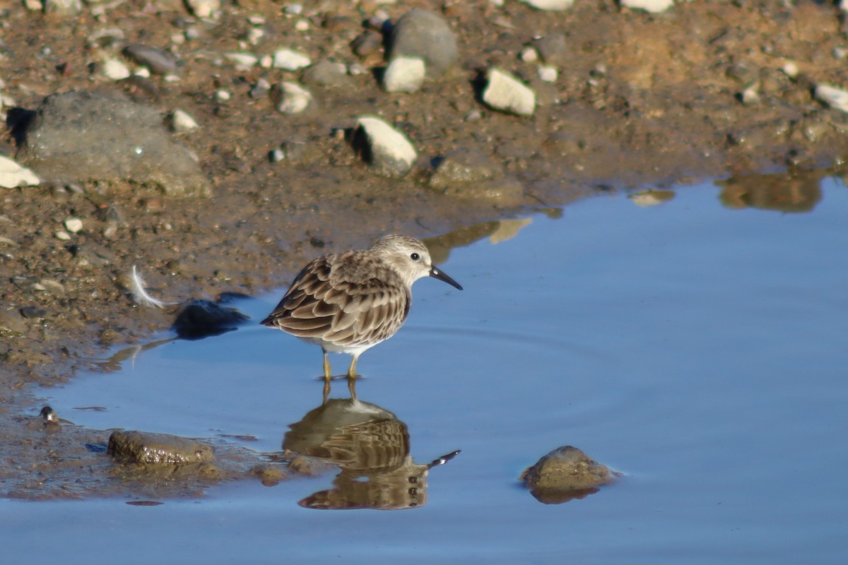 Correlimos Menudillo - ML645949487