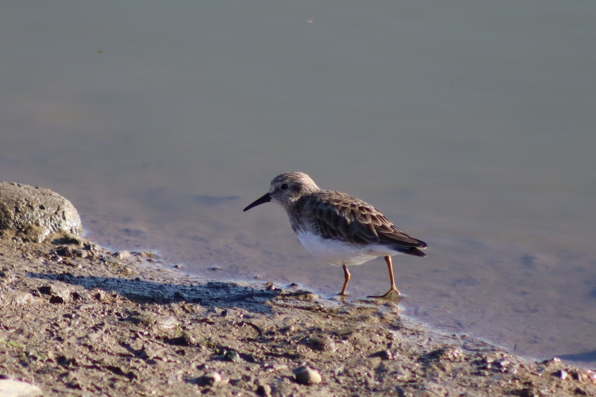 Correlimos Menudillo - ML645949488