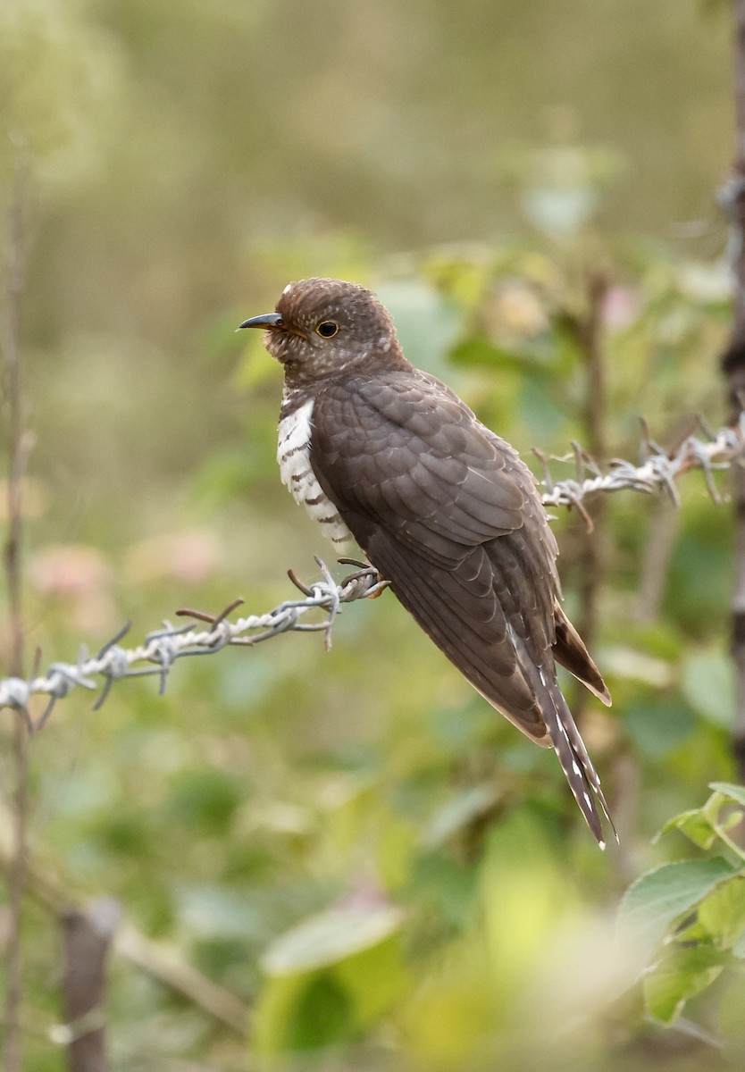 Lesser Cuckoo - ML645949492