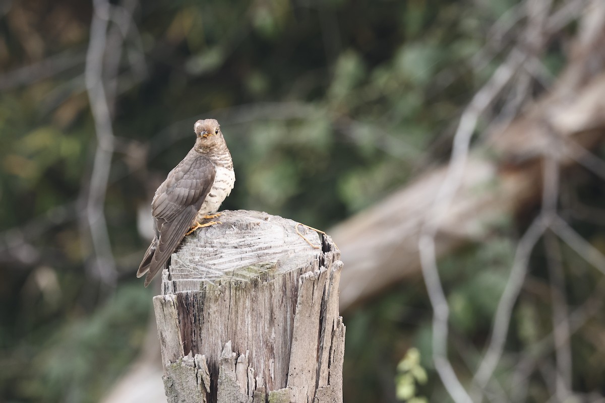 Lesser Cuckoo - ML645949494