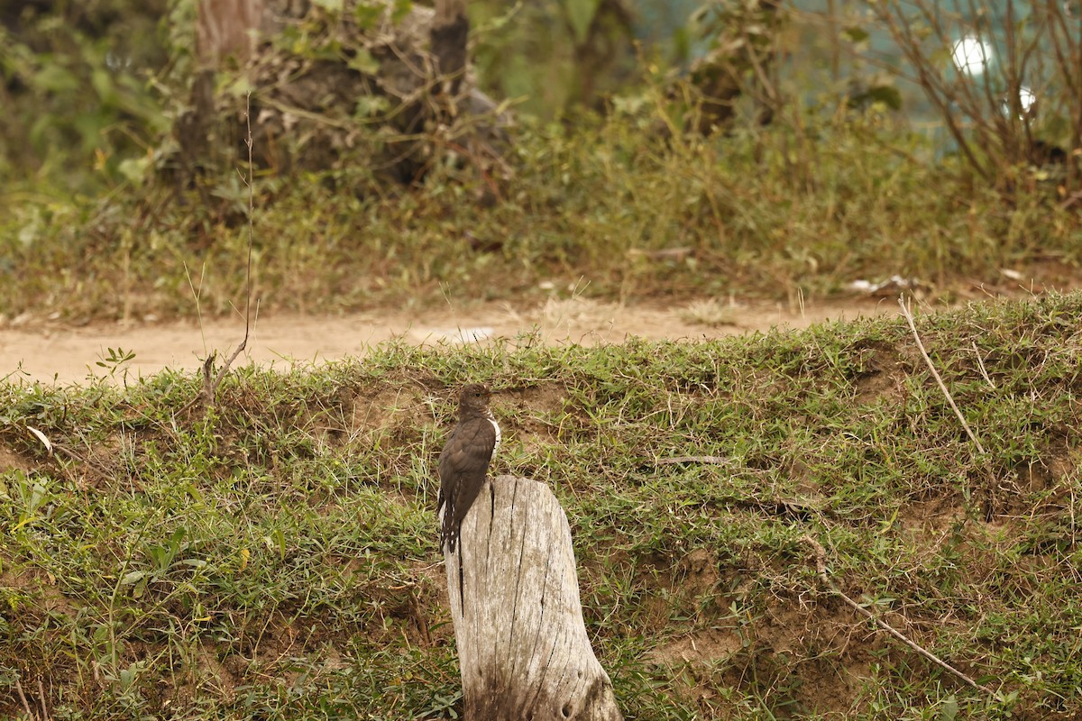 Lesser Cuckoo - ML645949495