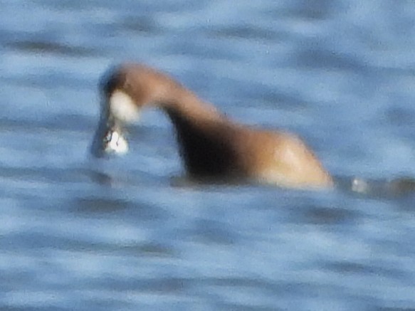 Porrón Bastardo - ML645949498