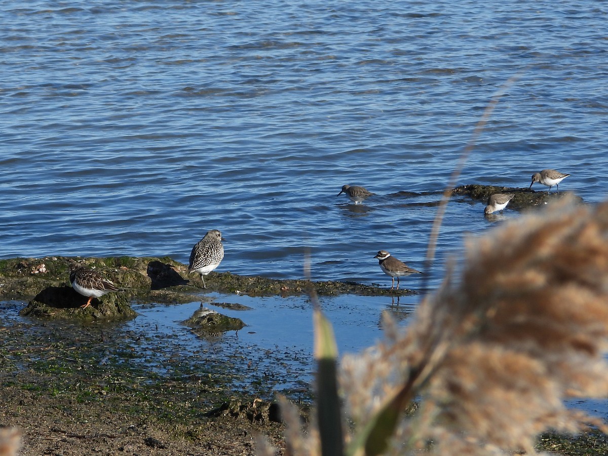 Chorlito Gris - ML645949500