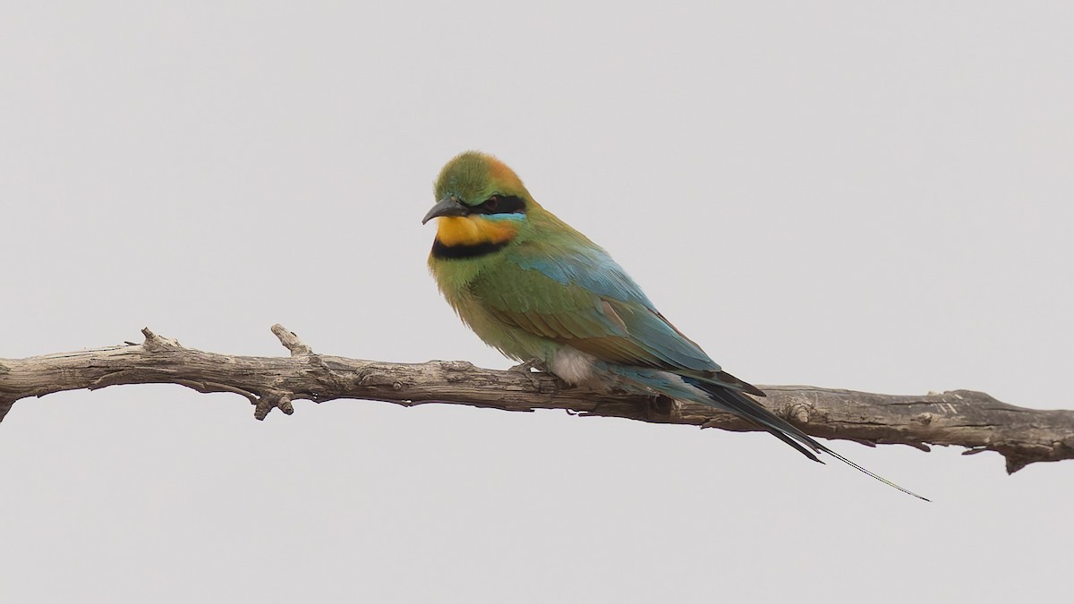 Abejaruco Australiano - ML645949502