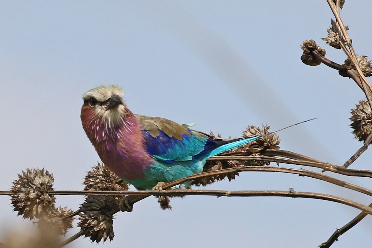 Carraca Lila - ML645949505