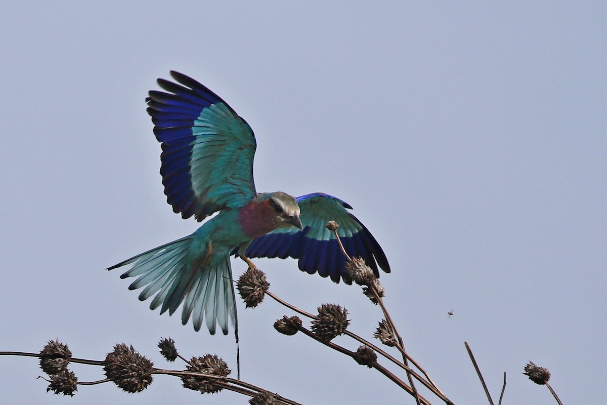 Carraca Lila - ML645949506