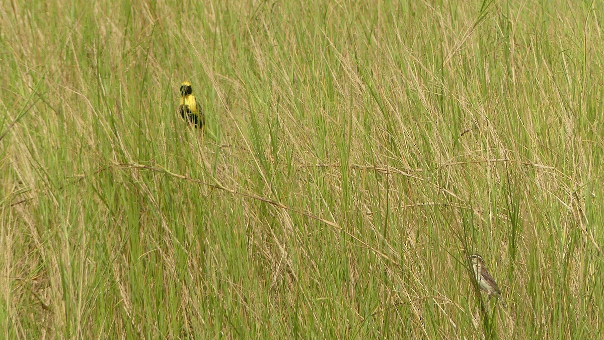 Obispo Coronigualdo - ML645949507