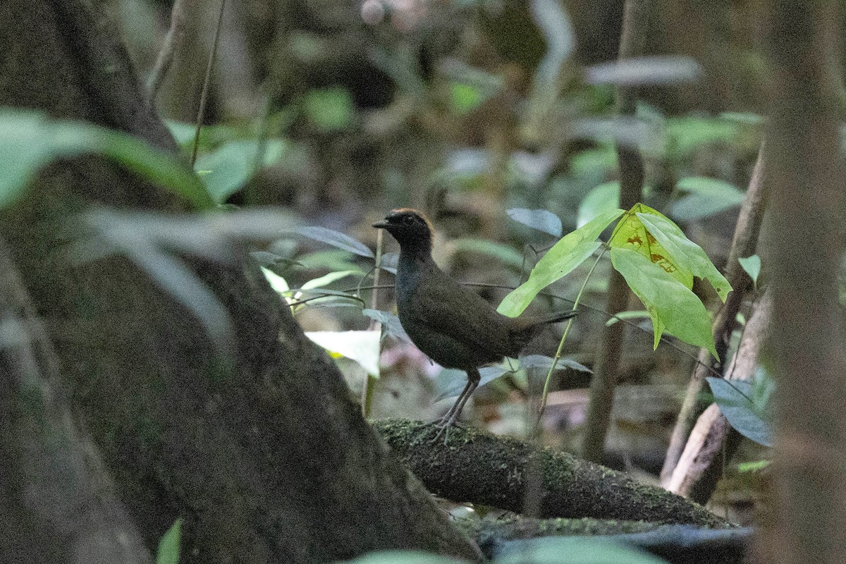 Formicario Capirrojo - ML645949508