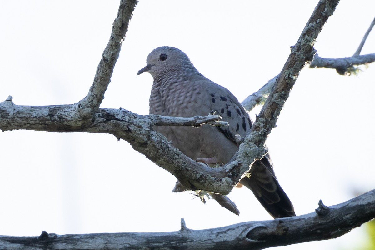 Columbina Común - ML645949509