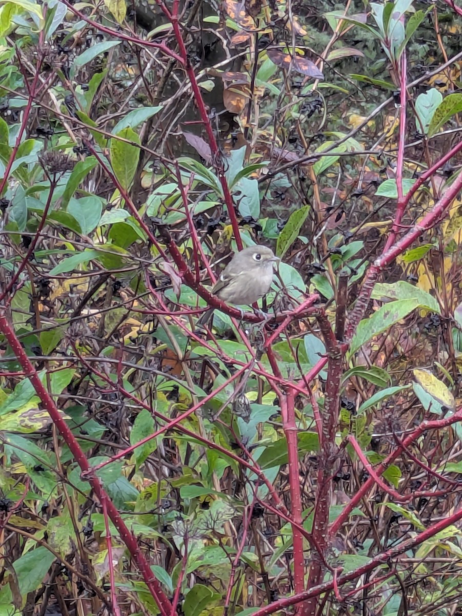 Vireo de Hutton - ML645949510