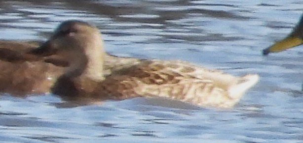 Ánade Azulón - ML645949511