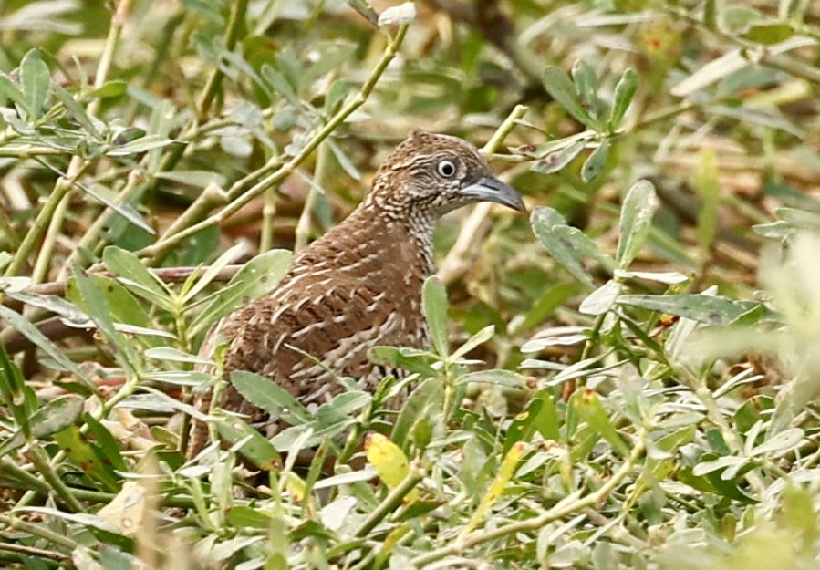 Torillo Batallador - ML645949514