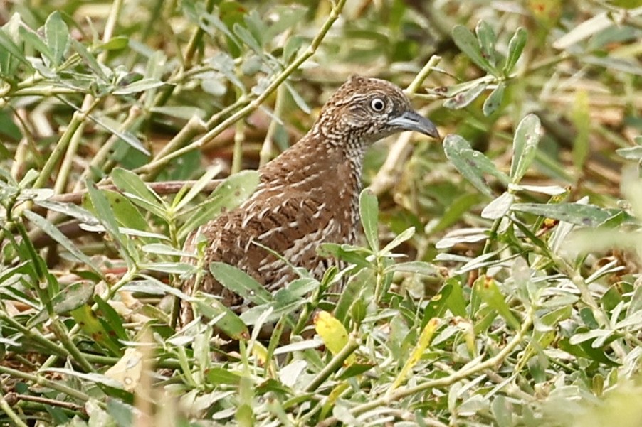 Torillo Batallador - ML645949515