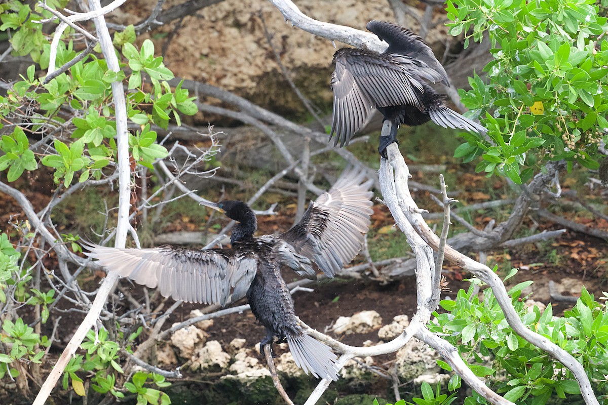 Cormorán Biguá - ML645949516