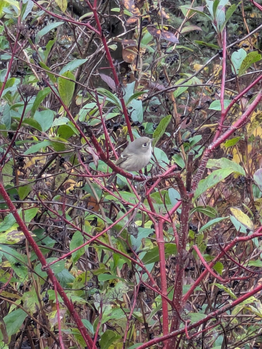 Vireo de Hutton - ML645949517