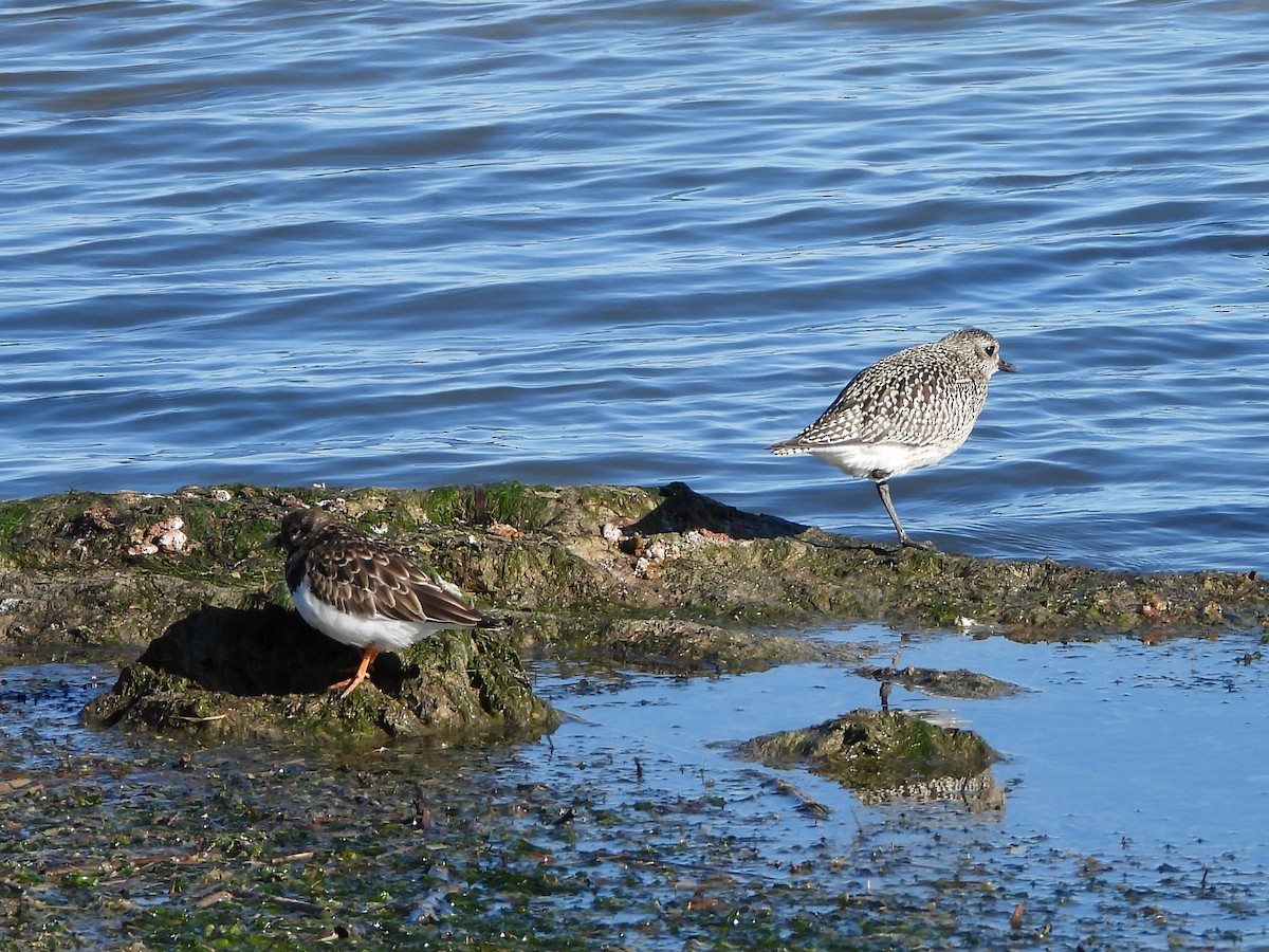 Chorlito Gris - ML645949523