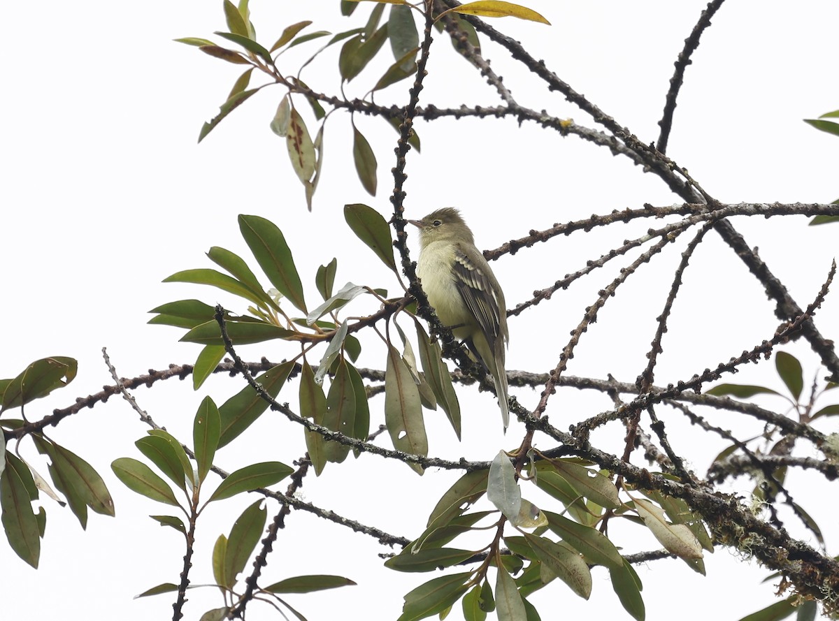 Fiofío de Pallatanga - ML645949524