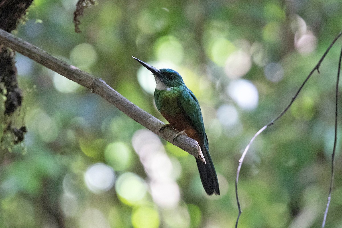 Jacamará Coliverde - ML645949530