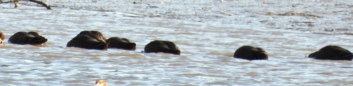 Ánade Sombrío - ML645949531