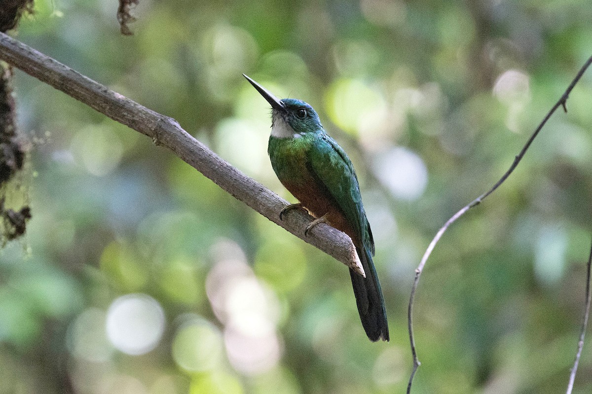 Jacamará Coliverde - ML645949532