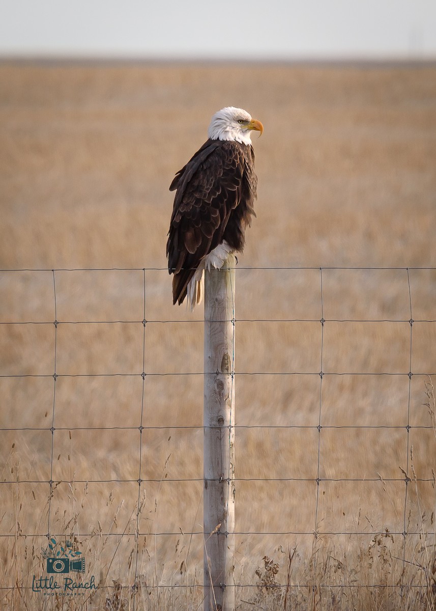 Pigargo Americano - ML645949533