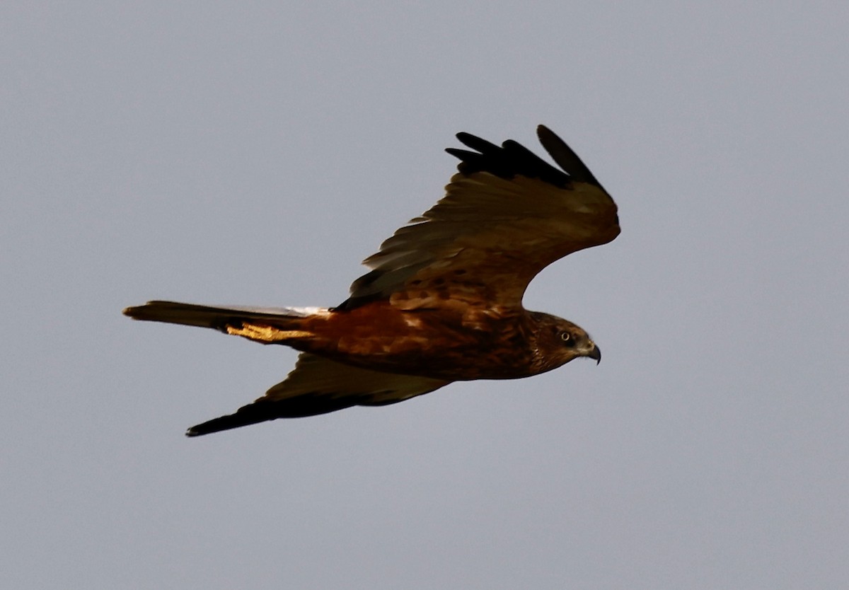 Aguilucho Lagunero Occidental - ML645949534
