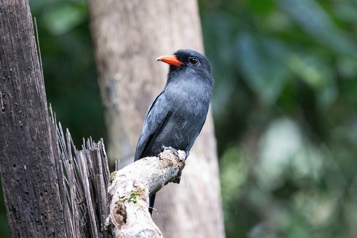 Monja Unicolor - ML645949536