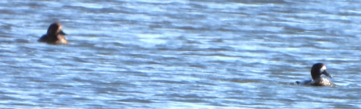 Porrón Bastardo - ML645949537