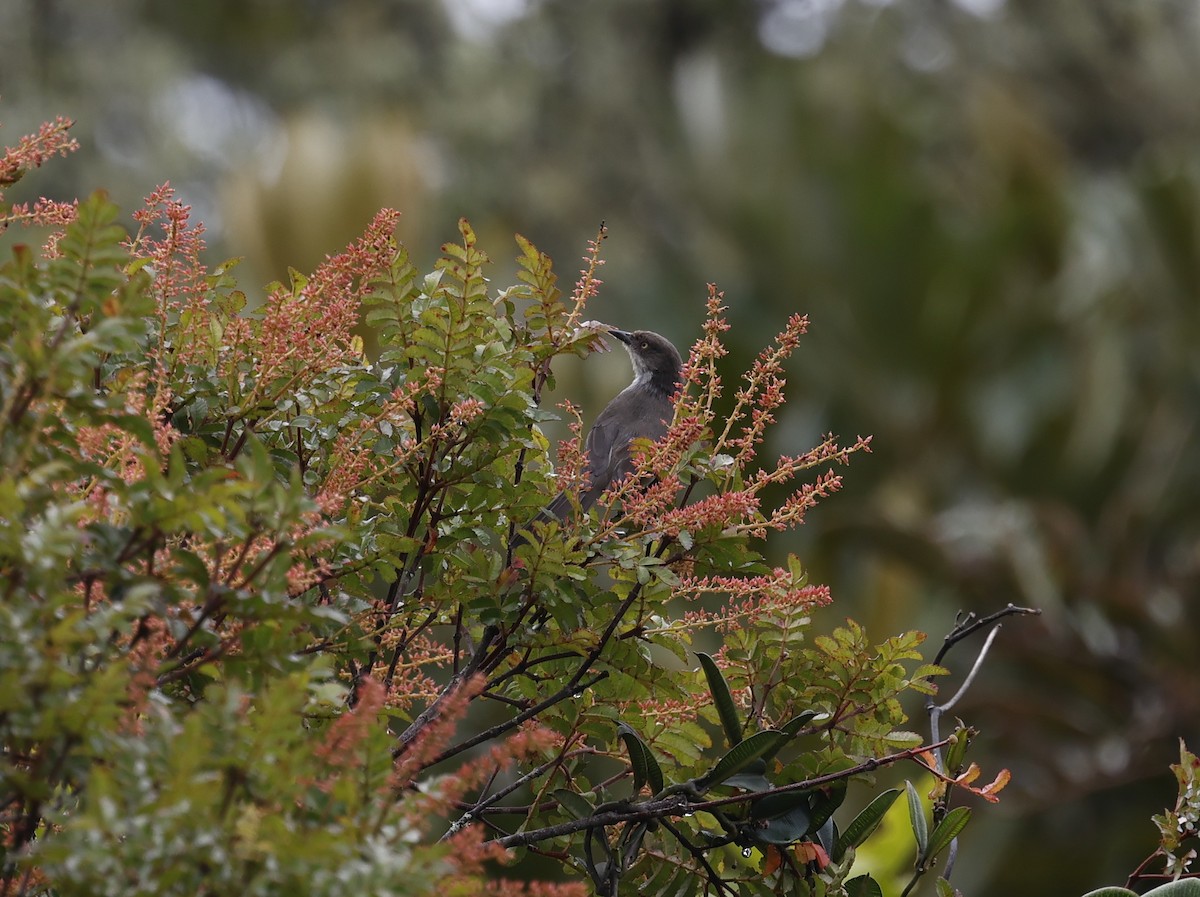 Hemispingo Modesto - ML645949539