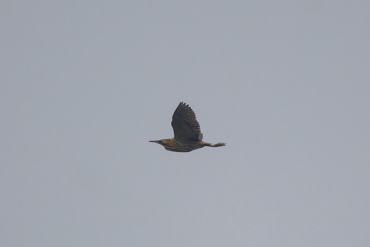 Eurasian Bittern - ML645949542