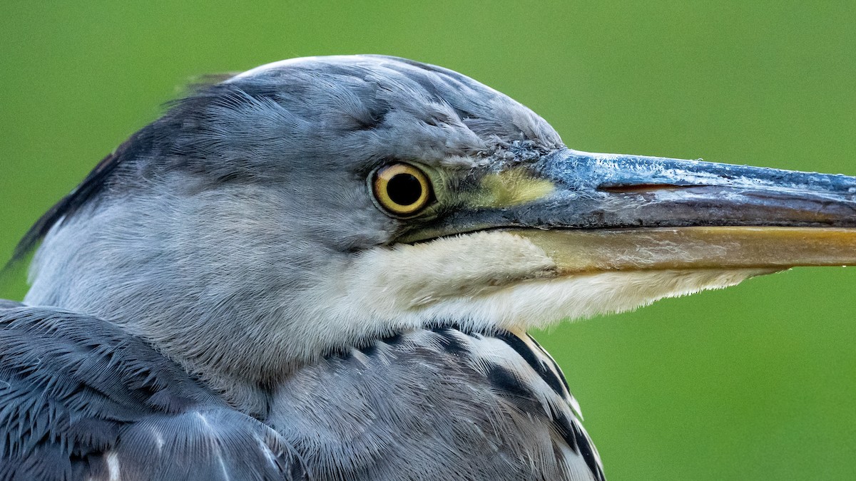 Gray Heron - ML645949548