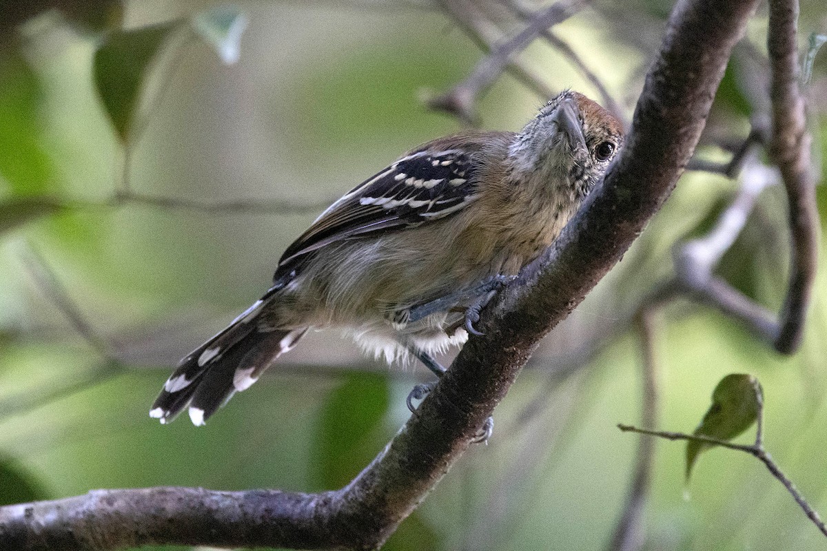 Black-crested Antshrike - ML645949552