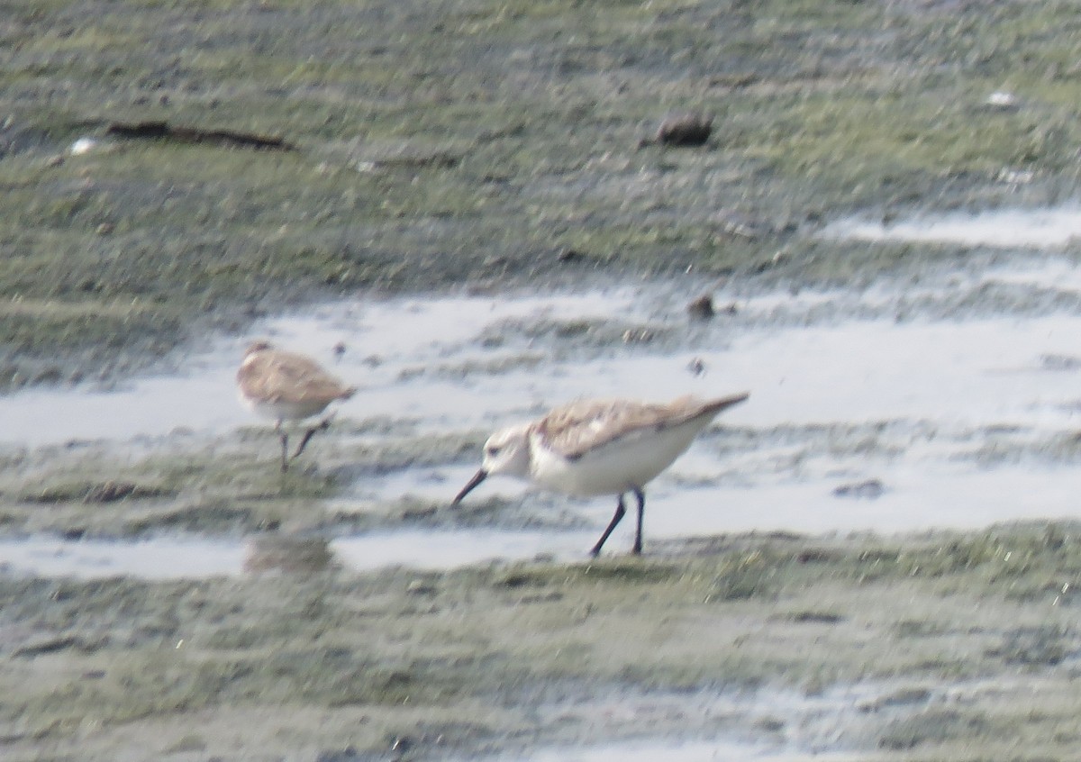 Sanderling - ML645949553