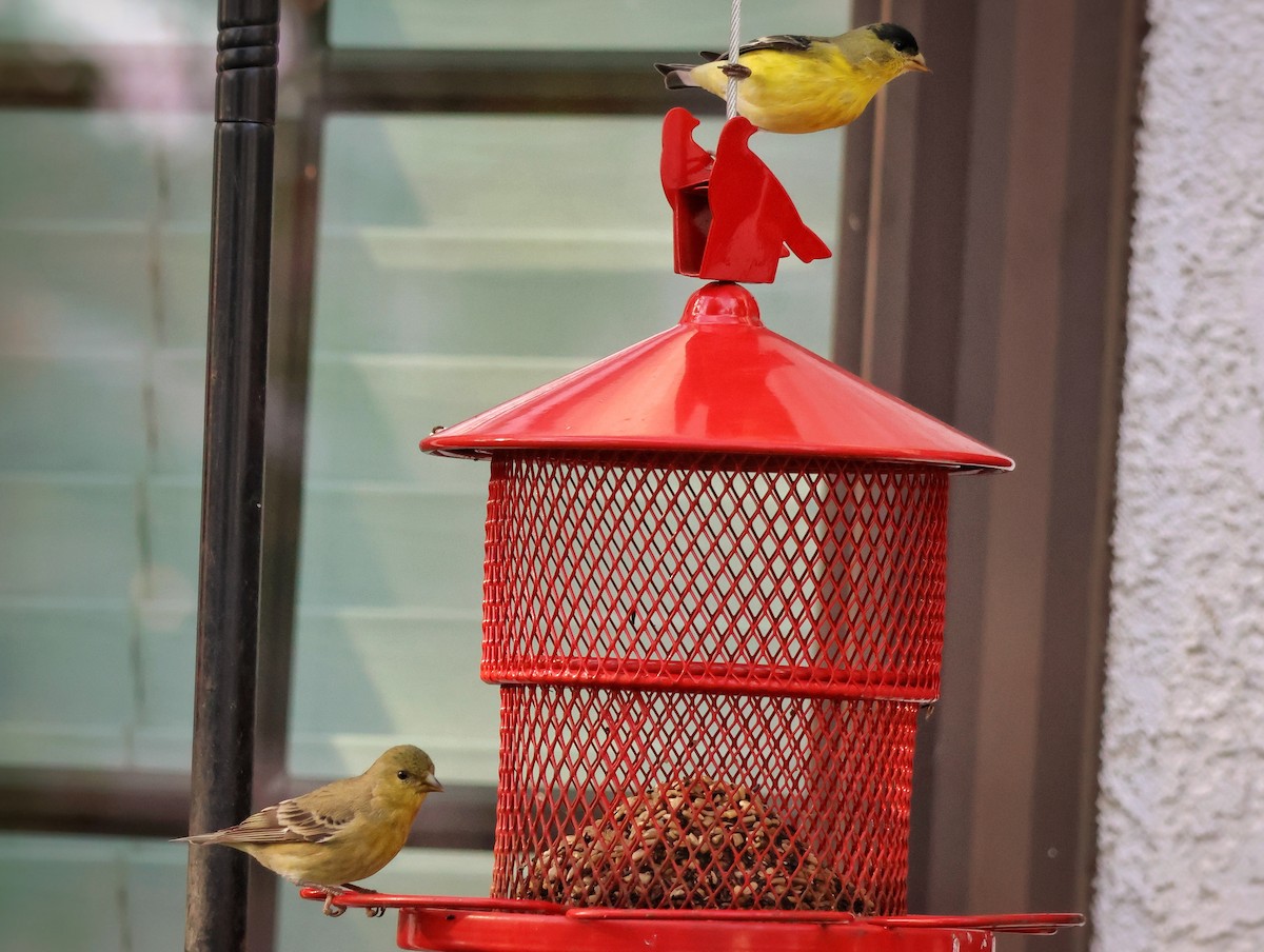 Lesser Goldfinch - ML645949557