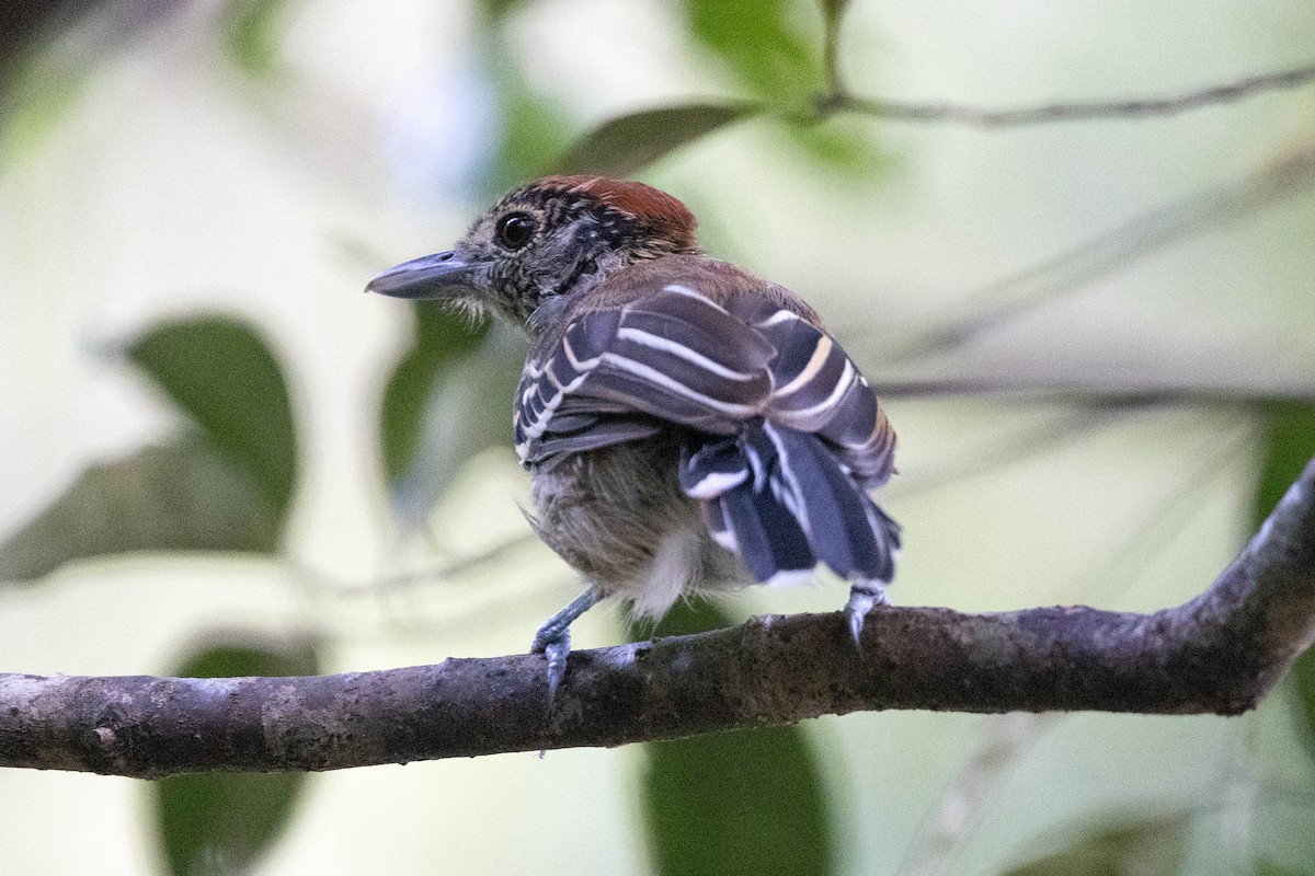 Black-crested Antshrike - ML645949558