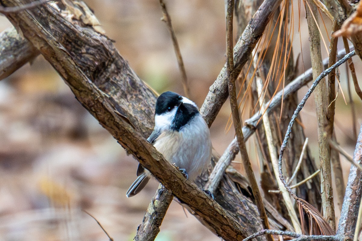 Black-capped Chickadee - ML645949566