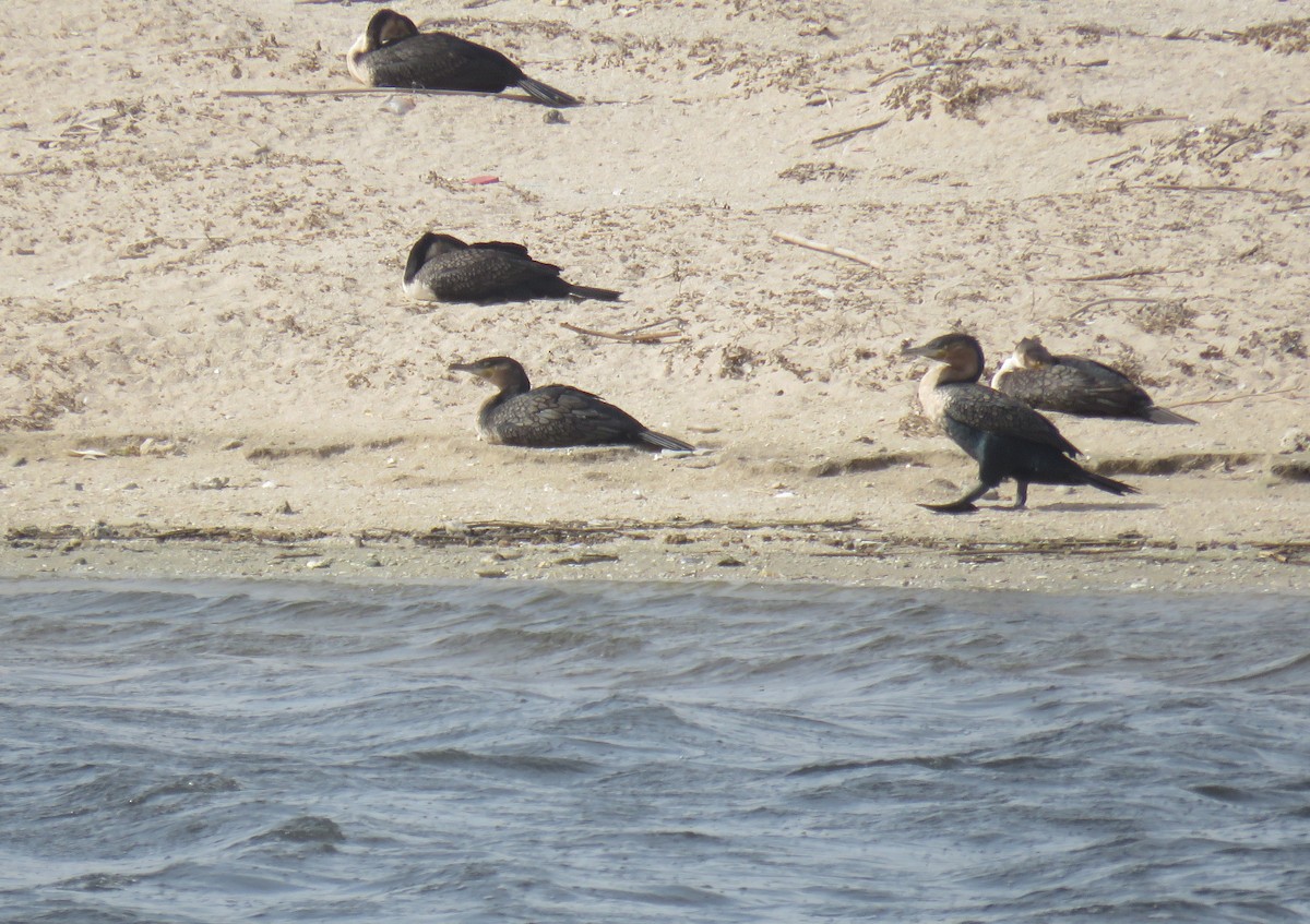 Great Cormorant (White-breasted) - ML645949577