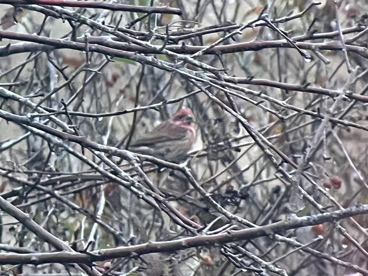 Purple Finch - ML645949578