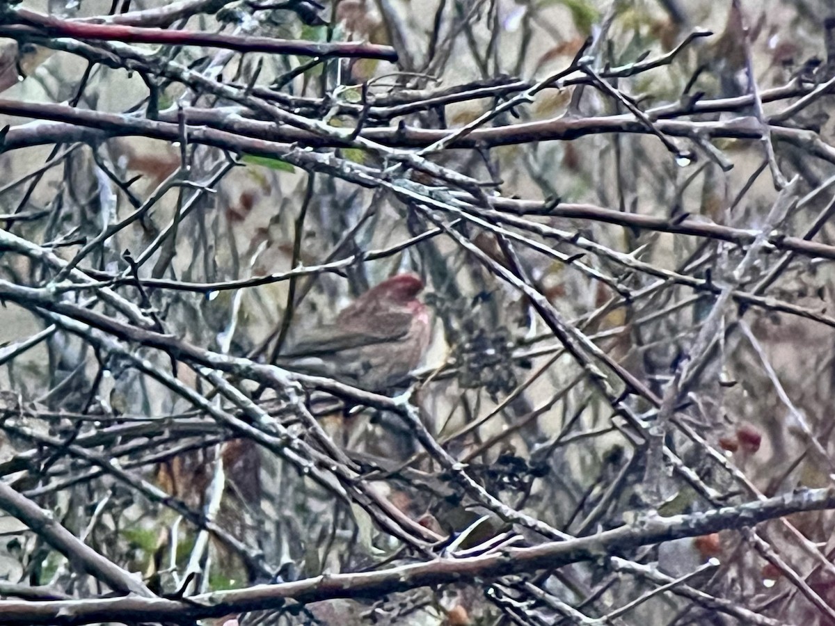 Purple Finch - ML645949579
