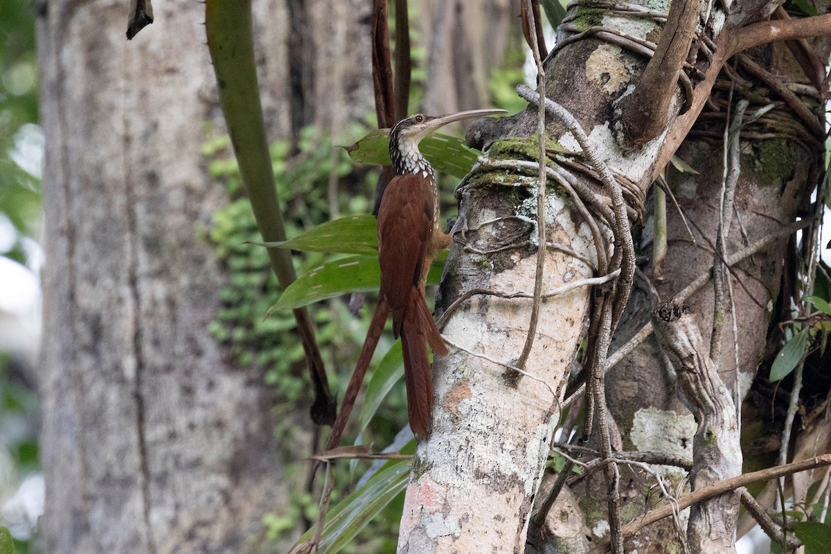 Дереволаз білогорлий - ML645949582