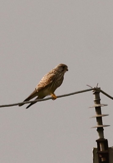 Eurasian Kestrel - ML645949584