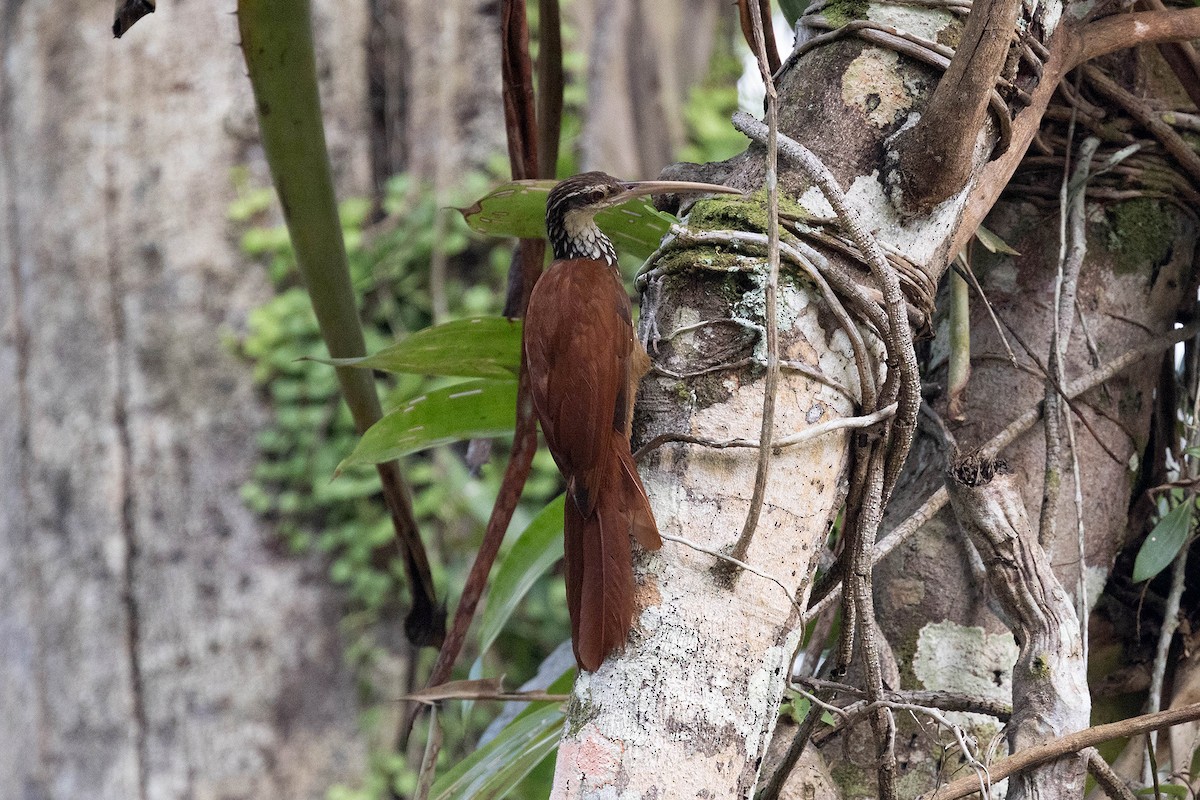 Дереволаз білогорлий - ML645949585