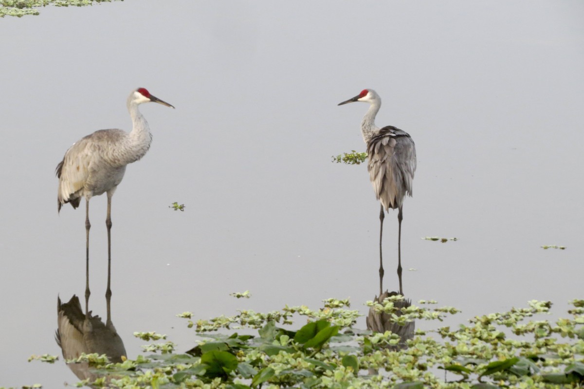 Sandhill Crane - ML645949586