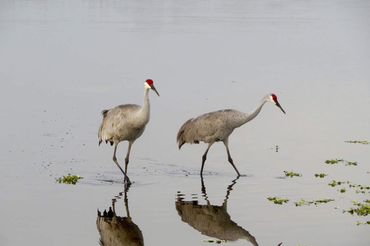 Sandhill Crane - ML645949587