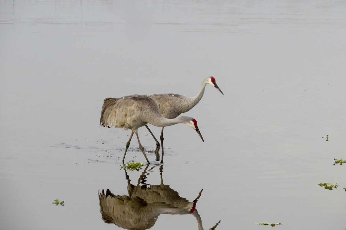 Sandhill Crane - ML645949588