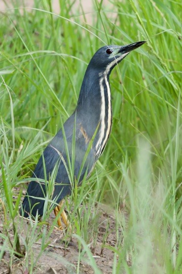 Dwarf Bittern - ML645949596