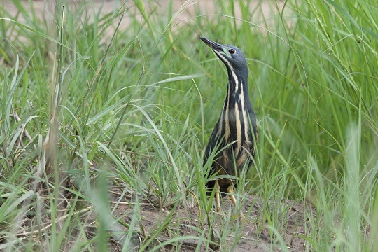 Dwarf Bittern - ML645949597