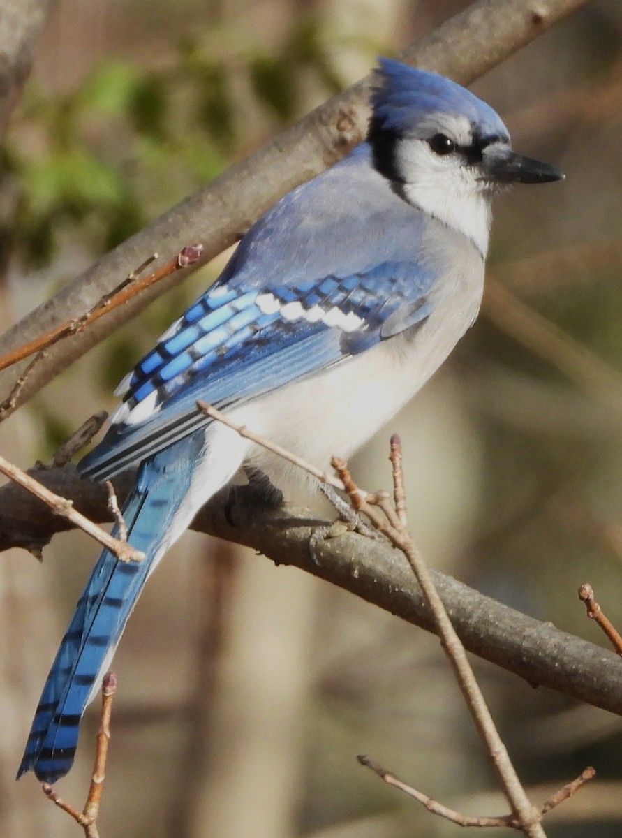 Blue Jay - ML645949602