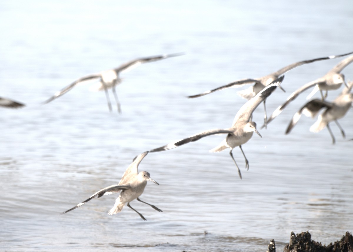 Willet - ML645949603