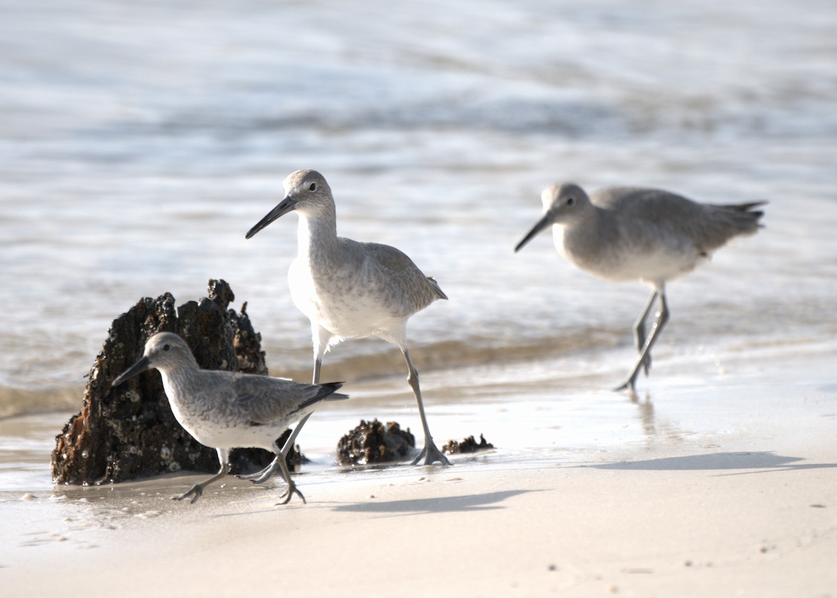 Willet - ML645949604